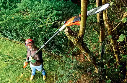 Poda de árboles y arbustos